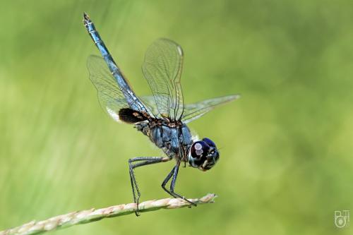 Urothemis edwardsii
